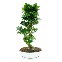 Бонсай фикус микрокарпа Гинсенг купить