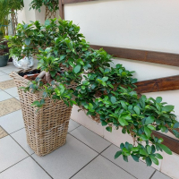 Фікус Мікрокарпа каскад купить