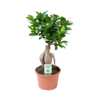 Бонсай фікус мікрокарпа Гінсенг купить