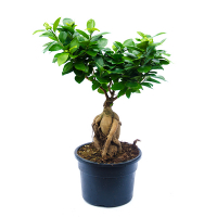 Бонсай фікус мікрокарпа Гінсенг у кераміці купить
