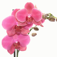 Орхідея фаленопсис 2 квітконоси купить