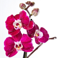 Орхидея фаленопсис 2 цветоноса купить