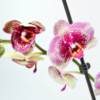 Орхідея фаленопсис 2 квітконоси купить