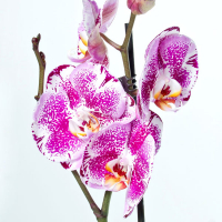 Орхидея фаленопсис 2 цветоноса купить