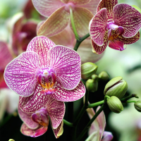 Орхидея фаленопсис 2 цветоноса купить