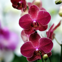 Орхідея фаленопсис 2 квітконоси купить