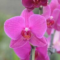 Орхідея фаленопсис 2 квітконоси купить