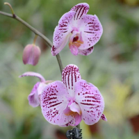 Орхидея фаленопсис 1 цветонос купить