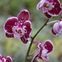 Орхидея фаленопсис 1 цветонос купить