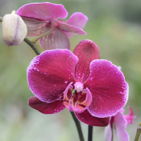 Орхідея фаленопсис 1 квітконос купить