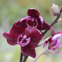 Орхидея фаленопсис 1 цветонос купить