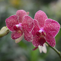 Орхидея фаленопсис 2 цветоноса купить