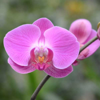 Орхидея фаленопсис 2 цветоноса купить