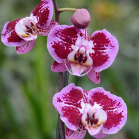 Орхидея фаленопсис 1 цветонос купить