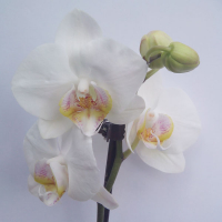 Орхидея фаленопсис 2 цветоноса купить