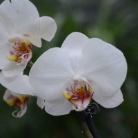 Орхідея фаленопсис 2 квітконоси купить