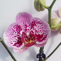Орхідея фаленопсис 1 квітконос купить
