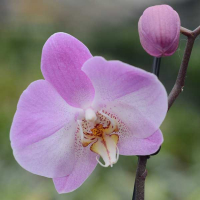 Орхідея фаленопсис 1 квітконос купить