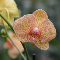 Орхидея фаленопсис 2 цветоноса купить