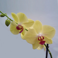 Орхідея фаленопсис 2 квітконоси купить