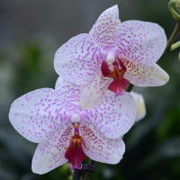 Орхідея фаленопсис 2 квітконоси купить