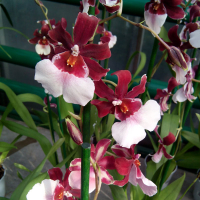 Орхидея камбрия купить