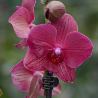 Орхидея фаленопсис 2 цветоноса купить