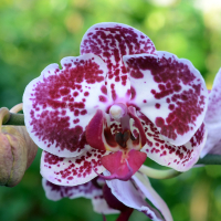 Орхідея фаленопсис 2 квітконоси купить