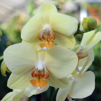 Орхидея фаленопсис 2 цветоноса купить