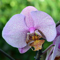 Орхидея фаленопсис 2 цветоноса купить