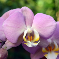 Орхидея фаленопсис 2 цветоноса купить