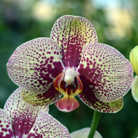 Орхідея фаленопсис 2 квітконоси купить