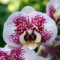 Орхидея фаленопсис 2 цветоноса купить