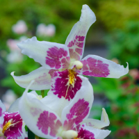 Орхідея камбрія купить