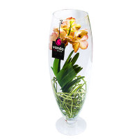 Орхидея Ванда в стеклянной вазе купить