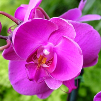 Орхидея фаленопсис королевская 2 цветоноса купить