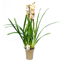 Орхидея цимбидиум купить