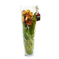 Орхідея Ванда у скляній вазі купить