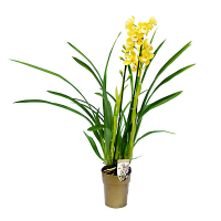 Орхідея цимбідіум купить