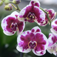 Орхідея фаленопсис 2 квітконоси купить