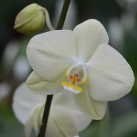 Орхидея фаленопсис 2 цветоноса купить