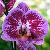 Орхидея фаленопсис 1 цветонос купить