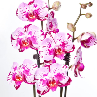 Орхідея фаленопсис 2 квітконоси купить