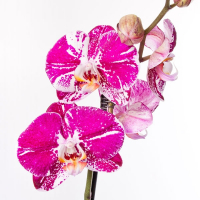 Орхідея фаленопсис 2 квітконоси купить