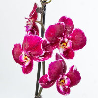 Орхидея фаленопсис 2 цветоноса купить