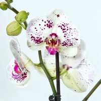 Орхідея фаленопсис 2 квітконоси купить