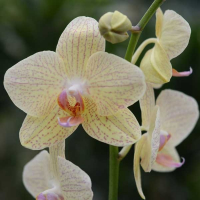 Орхидея фаленопсис 2 цветоноса купить