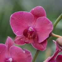 Орхідея фаленопсис 2 квітконоси купить