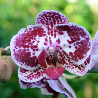 Орхидея фаленопсис 2 цветоноса купить