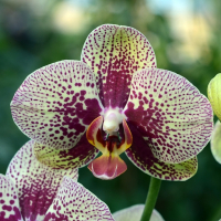 Орхидея фаленопсис 2 цветоноса купить